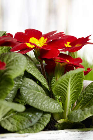 beautiful garden flowers in spring の写真素材