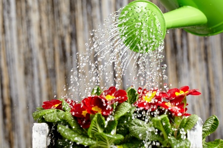 Close up on water pouring from watering can onto blooming flower bedの写真素材
