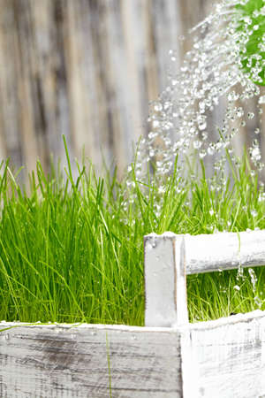 Green  watering can used to water the  frash grass の写真素材