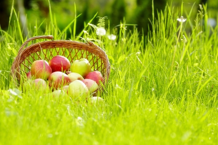 apple in garden の写真素材
