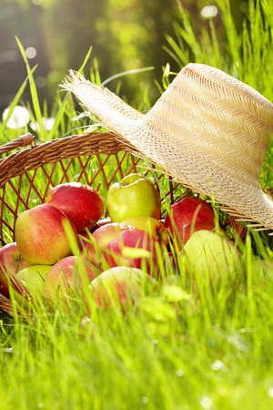 Red apples and garden basket in green grass の写真素材