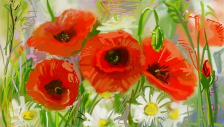 Field of poppies - illustration の写真素材