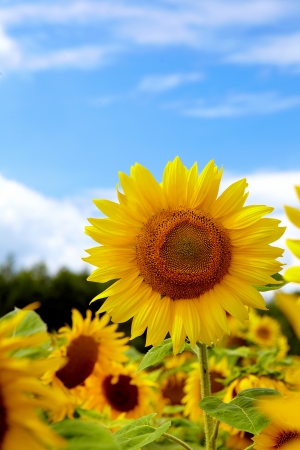 Close-up of sun flower against a blue sky の写真素材