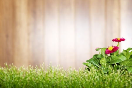 Wooden background and grass の写真素材