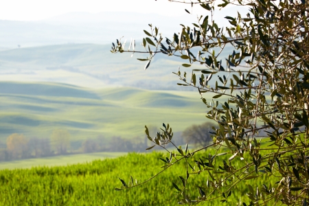 Countryside, San Quirico dÂ´Orcia, Tuscany, Italyの写真素材