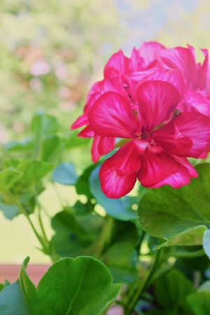 Geraniums flowers in gardenの写真素材