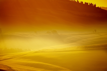 field of barley in Tuscany, Italy の写真素材