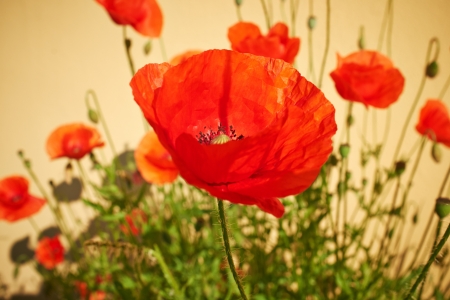 Field of  Poppy Flowers Papaver rhoeas in Springの写真素材