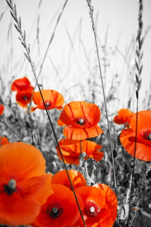 red poppies on BW fieldの写真素材