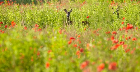 Landscape with field of red poppies and a Deer running の写真素材