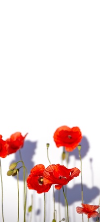 Field of beautiful red poppies isolated on white with shadowの写真素材