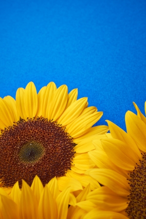 yellow sunflower on blue box の写真素材
