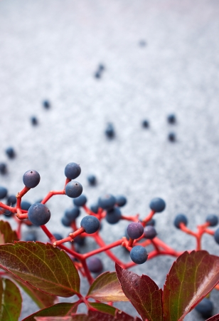 Autumn abstract berrys backgroundの写真素材