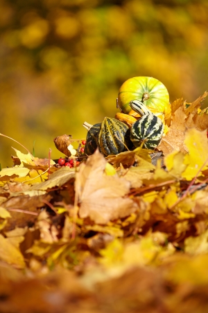 Autumn backgroundの写真素材