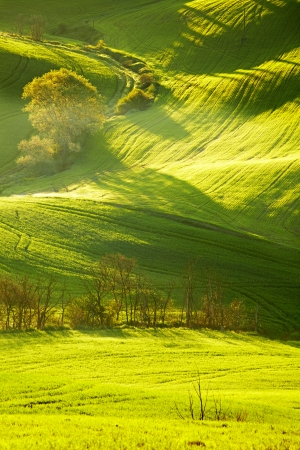 Countryside, San Quirico d Orcia , Tuscany, Italy の写真素材