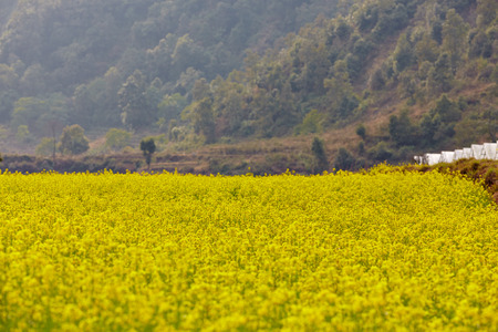 Mustard field in Kashmir, India 