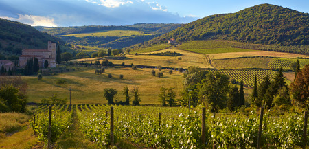 Growing grapes in the hills of Tuscanyの写真素材