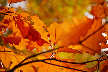 Abstract foliage background, beautiful tree branch in autumnal forest