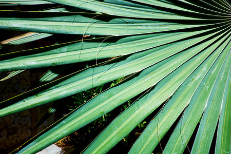 palm leaf structureの写真素材