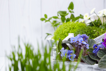 Plants and gardening tools on old white wood tableの写真素材