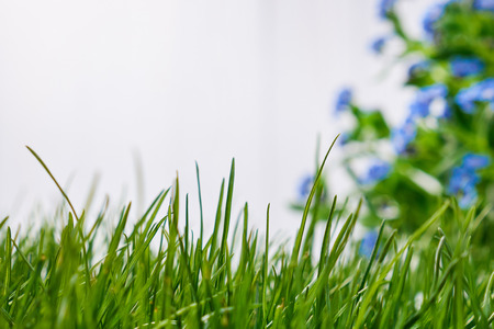 White Wooden background with green grass borderの写真素材