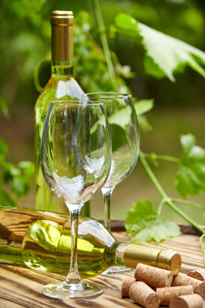 Garden with white wine and bottlesの写真素材