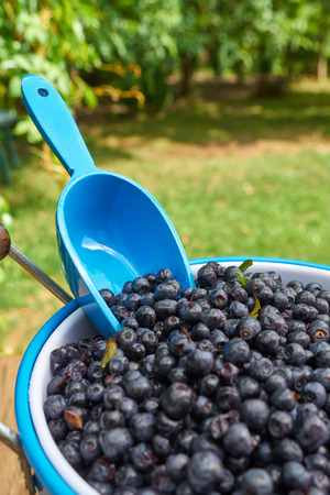 Blueberries in a bucketの写真素材