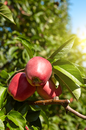red apples on the trees in the orchardの写真素材