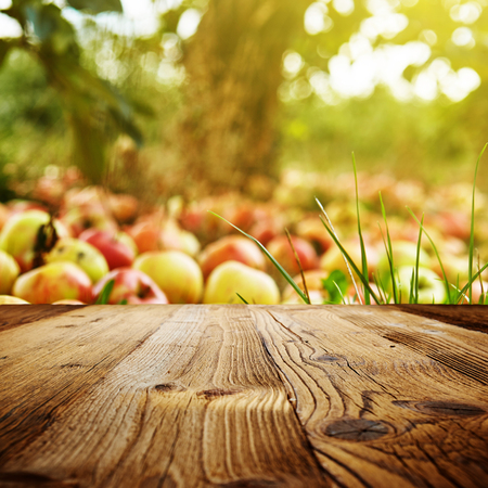 autumn apple orchard backgroundの写真素材