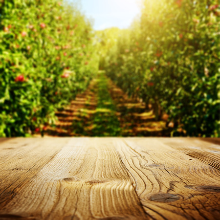 table space and apple garden of trees and fruitsの写真素材