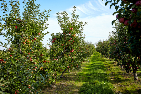 apple tree in an orchardの写真素材