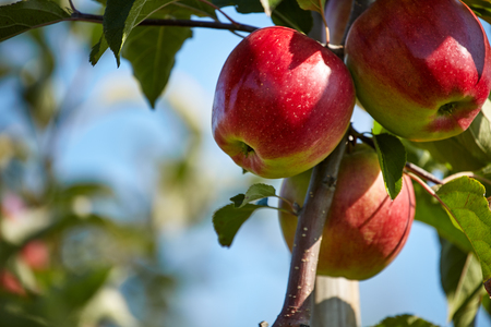 Apple Orchardの写真素材