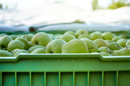 boxes of apples in the orchardの写真素材