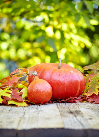 pumpkin and squash in an autumn garden with colorful golden foliage on the trees standing on an old wooden table with red and yellow fall leaves, with copyspaceの写真素材