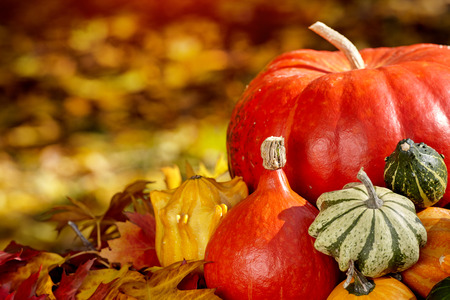 Thanksgiving Autumn Fall background with red, brown and yellow leaves and pumpkinの写真素材