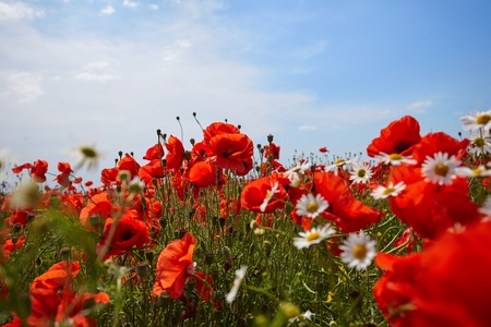 Meadow with beautiful bright red poppy flowers in springの写真素材