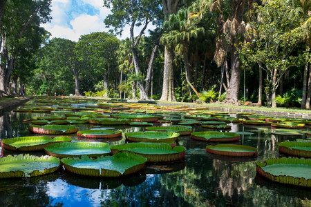 Giant water lilly. Victoria amazonica.の写真素材