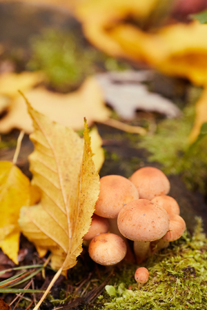 Fall background forestの写真素材