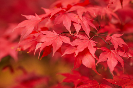 Red and Orange Autumn Leaves Backgroundの写真素材