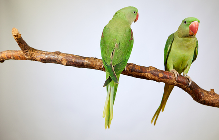 Two bright green parrots sitting on the branch. Isolated on whiteの写真素材