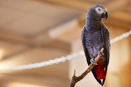 colorful parrotの写真素材