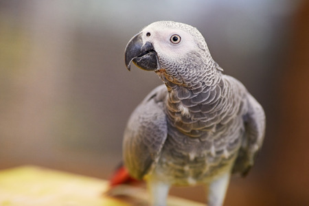 colorful parrotの写真素材