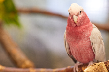 Galah cockatoo , Pink parrotの写真素材