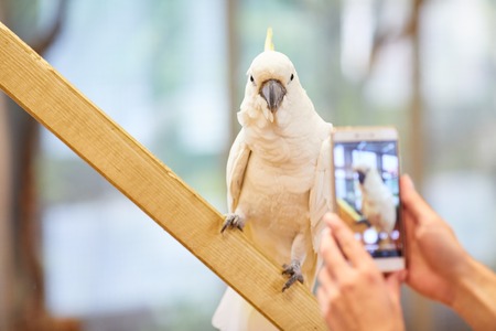 Taking a Picture of a Parrotの写真素材