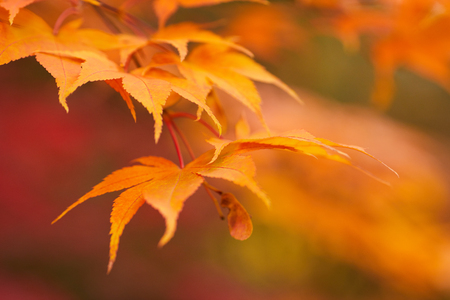 Golden autumn maple leaves.の写真素材