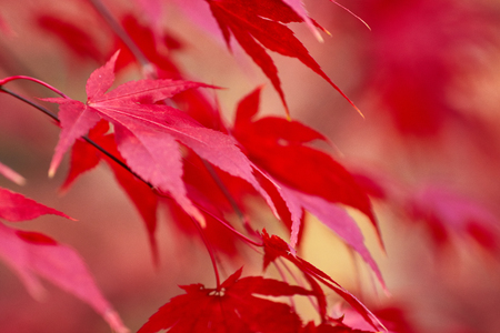 Red Fall Leaves, Japanese Maple with blurry backgroundの写真素材
