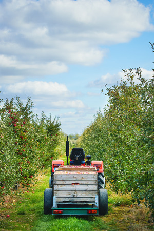 Old tractor with trailer in the apple trees orchardの写真素材