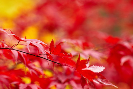 Autumn leaves background