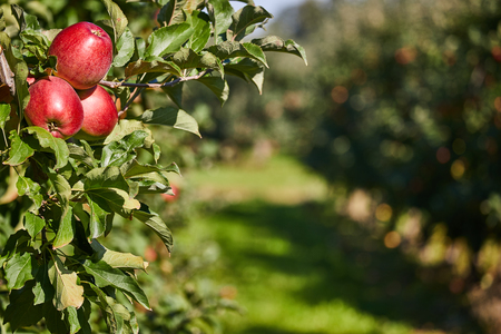 Shiny delicious apples hanging from a tree branch in an apple orchardの写真素材