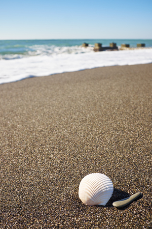 Seashell on the beach under blue skyの写真素材